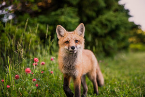 A fox in a grassy field  looking at the camera